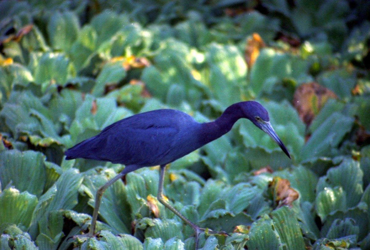 Little Blue Heron - ML620821461