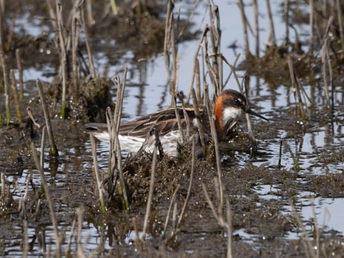 Red-necked Phalarope - ML620821467