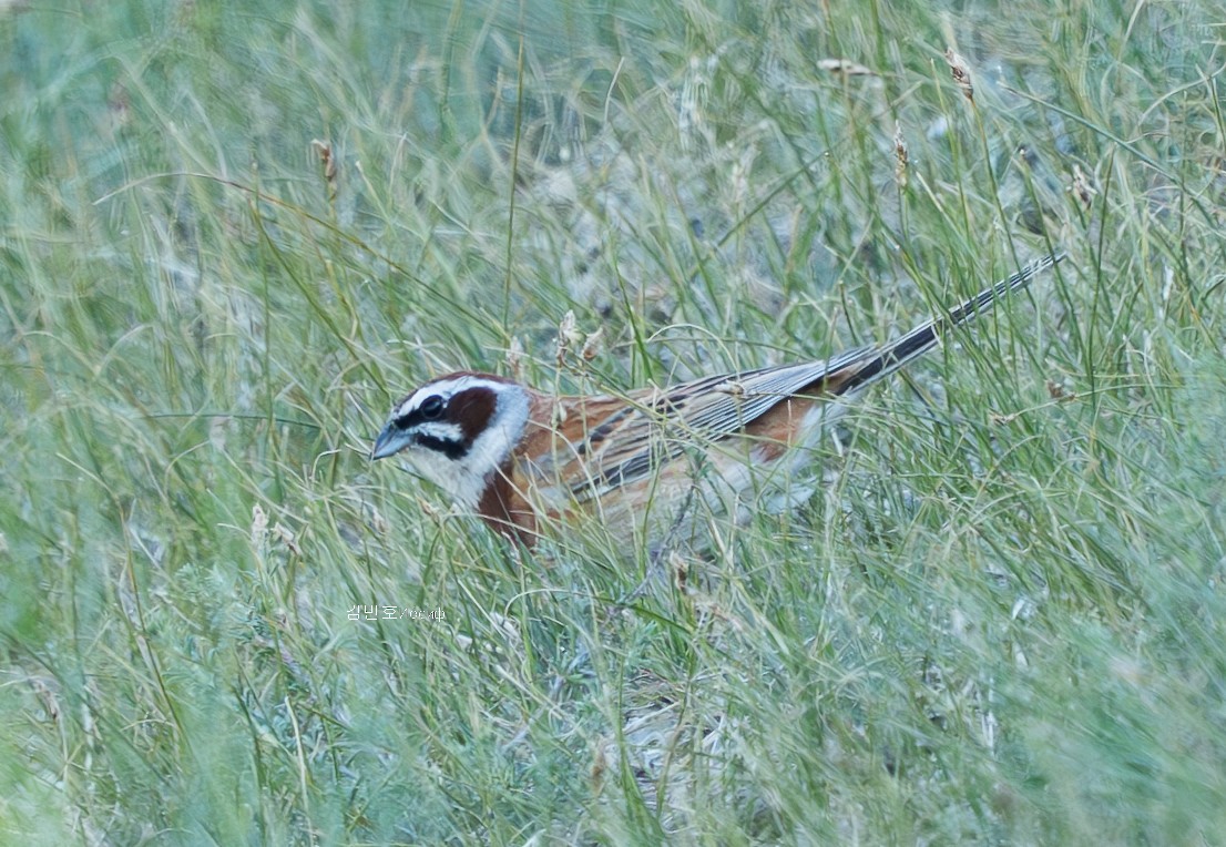 Meadow Bunting - ML620821470