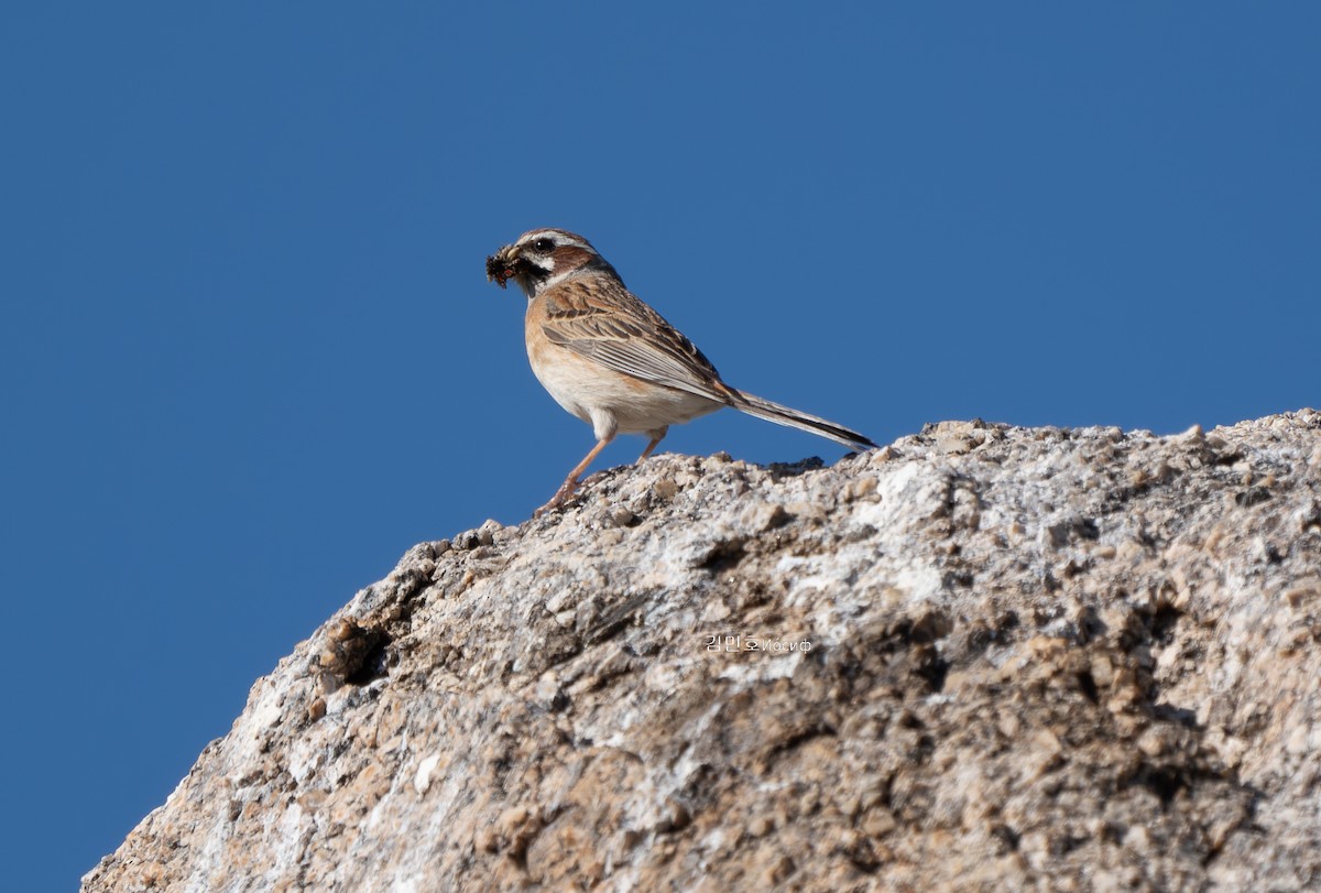 Meadow Bunting - ML620821471