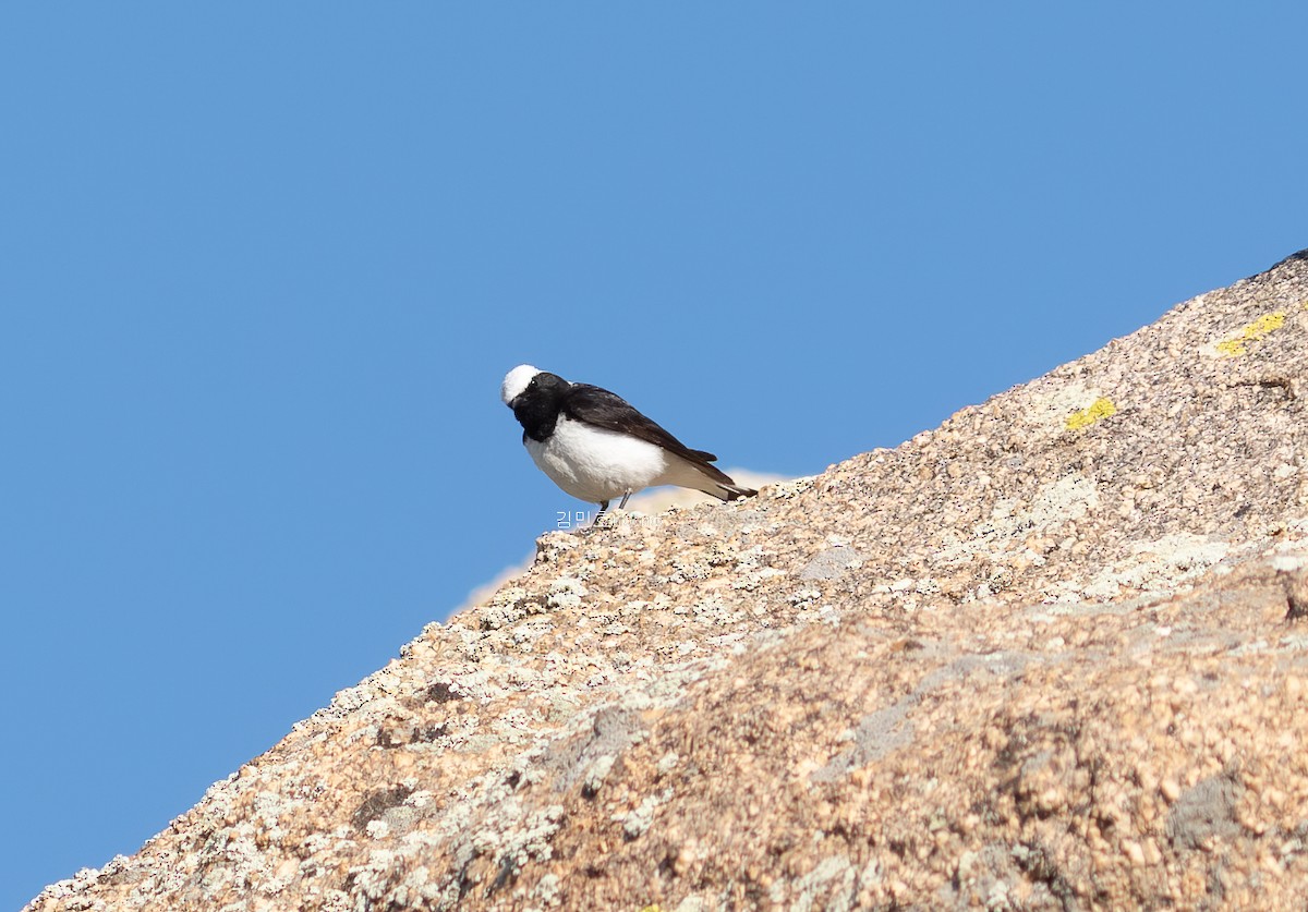 Pied Wheatear - ML620821473