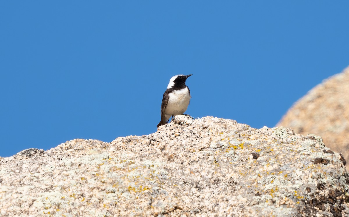 Pied Wheatear - ML620821474