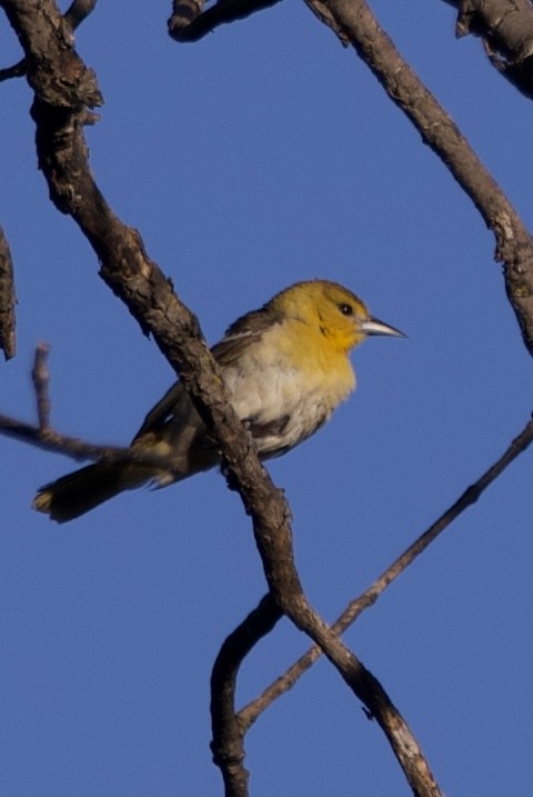 Bullock's Oriole - ML620821475