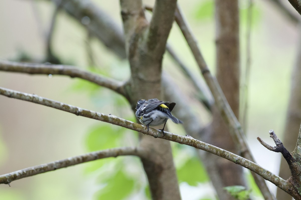 Yellow-rumped Warbler - ML620821481