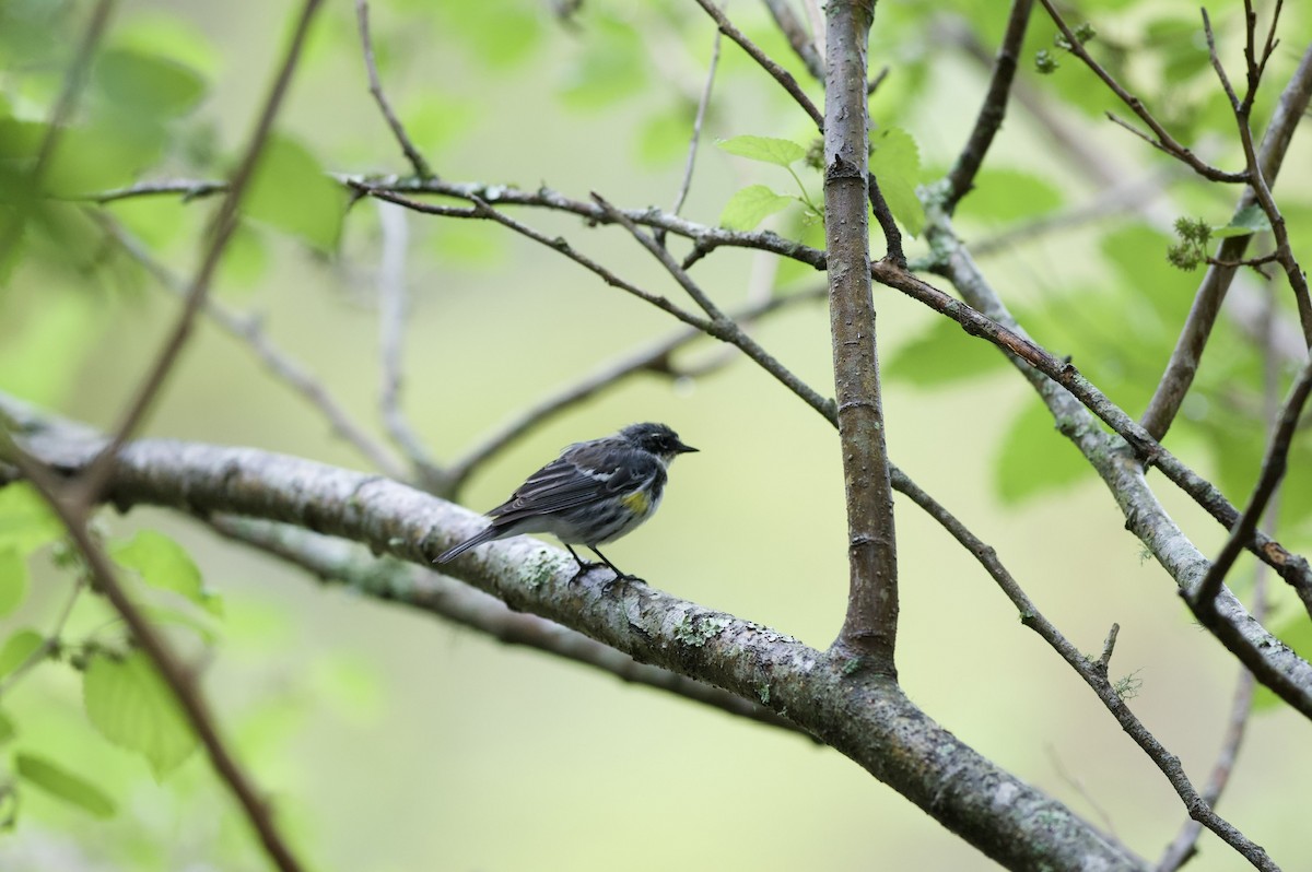 Yellow-rumped Warbler - ML620821482