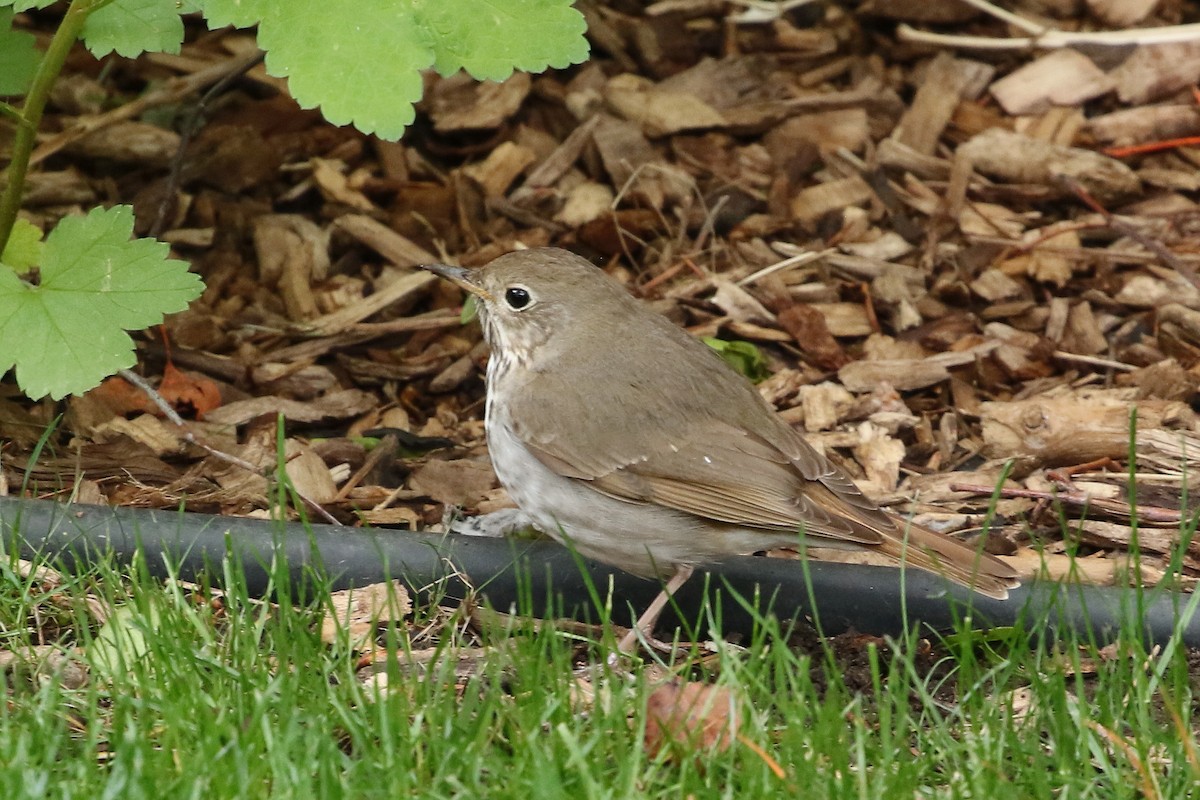 Hermit Thrush - ML620821483