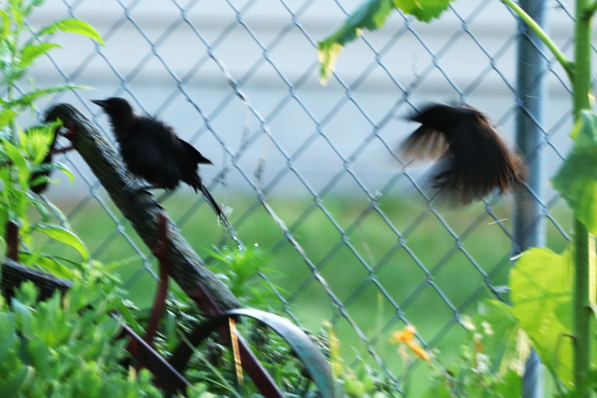 Common Grackle - ML620821485