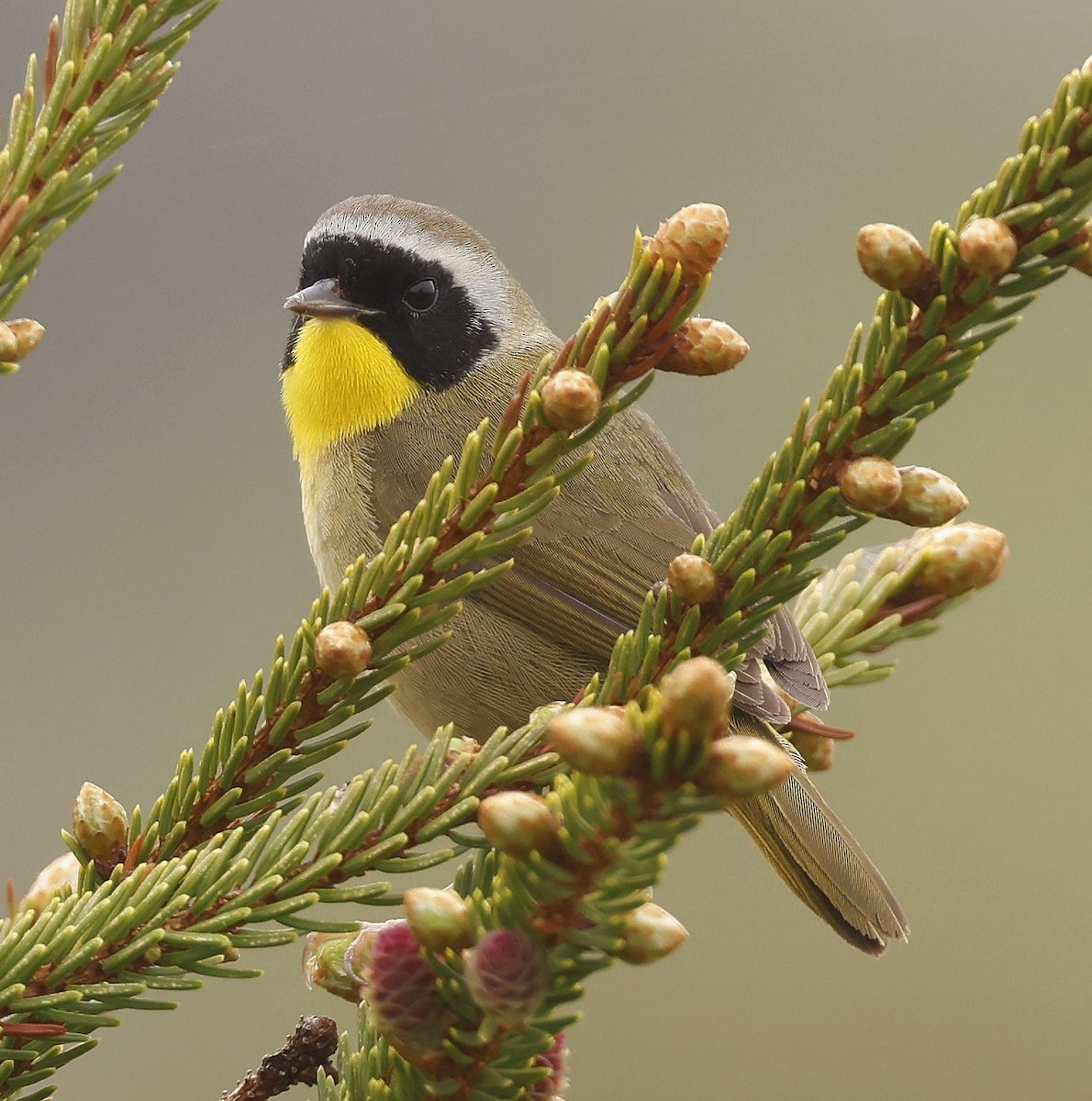 Common Yellowthroat - ML620821486