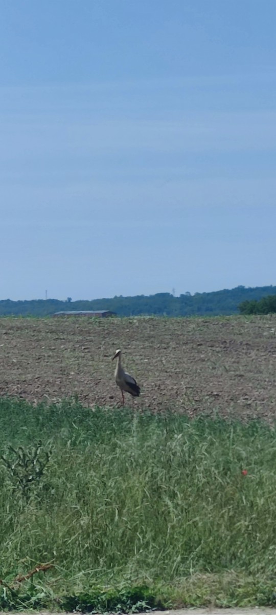 White Stork - ML620821491