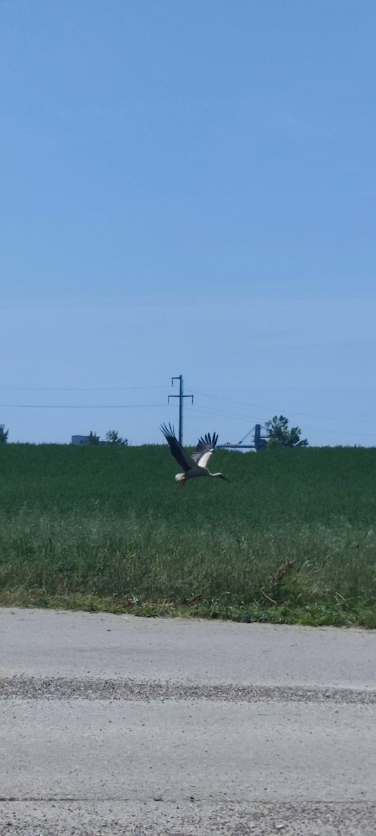 White Stork - ML620821492