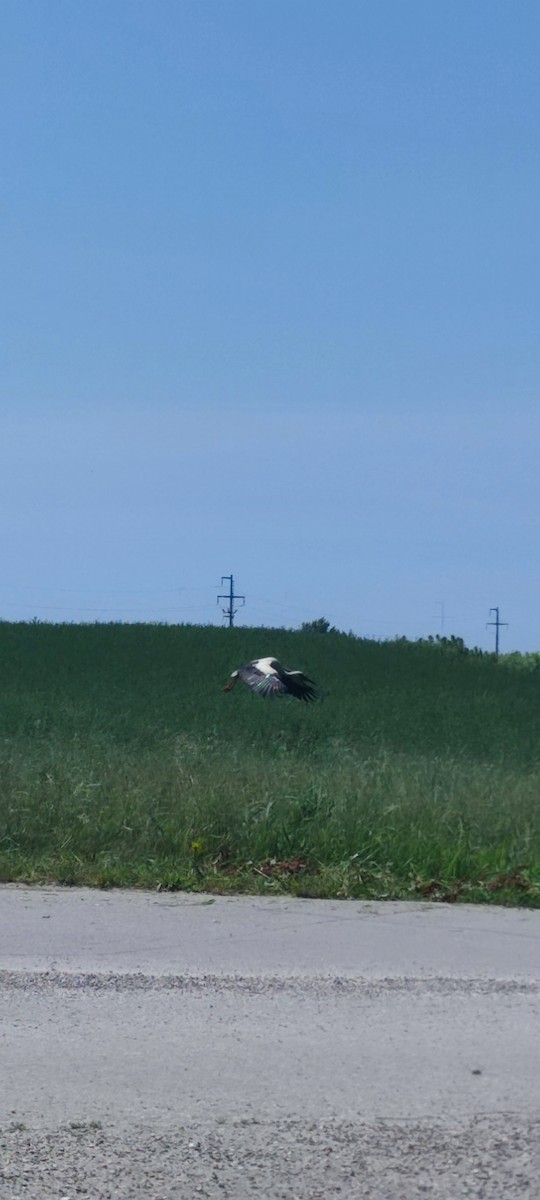 White Stork - ML620821493