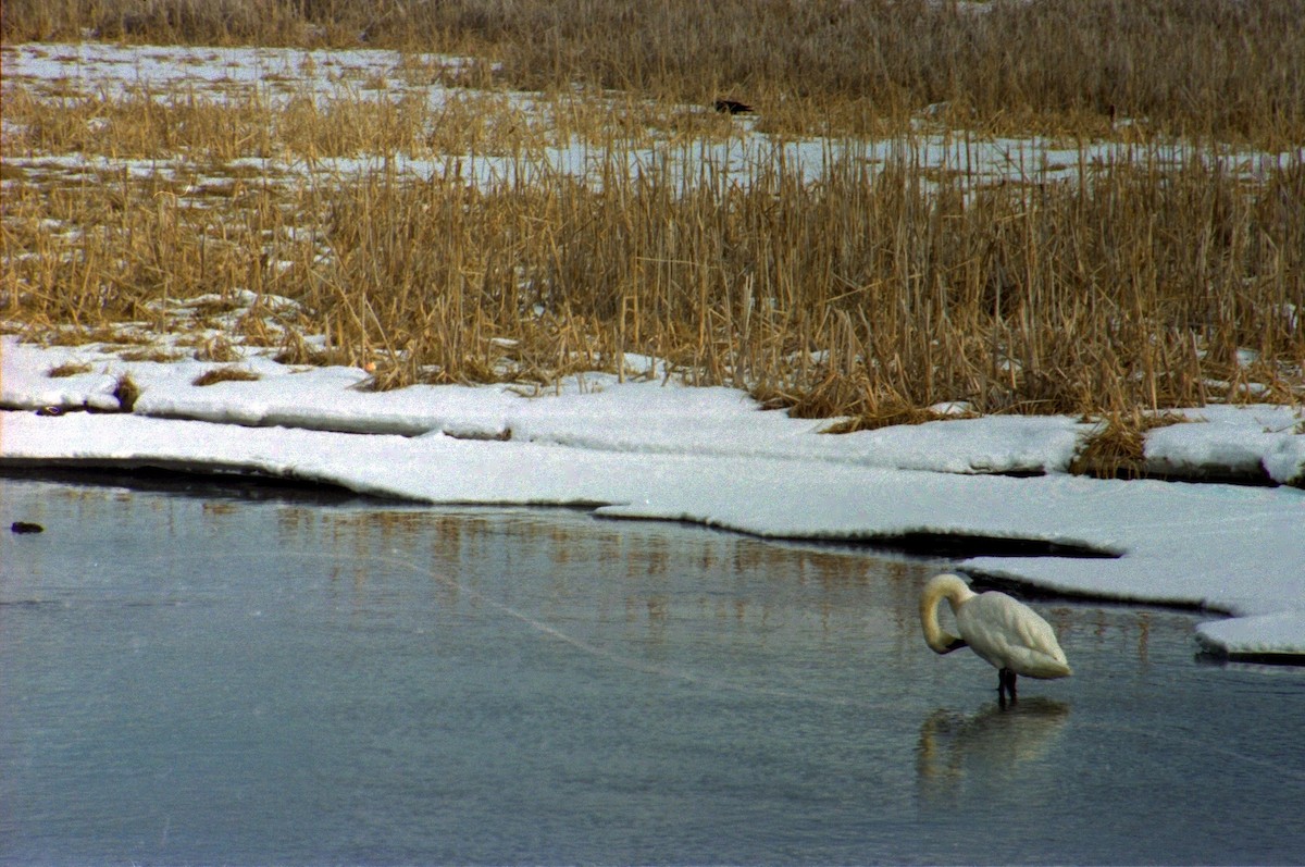 Trumpeter Swan - ML620821494