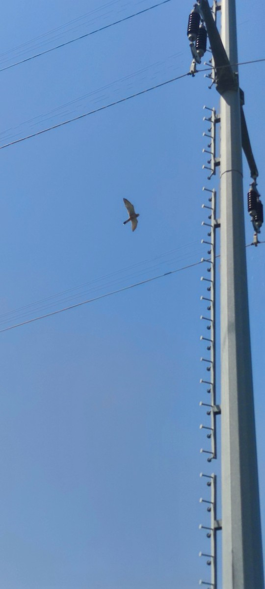 Eurasian Kestrel - ML620821498