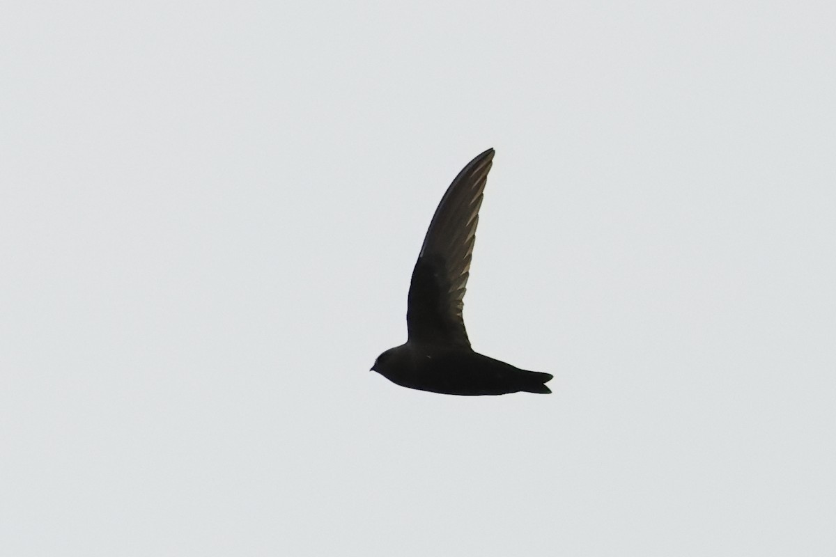 Black Swift - ML620821501