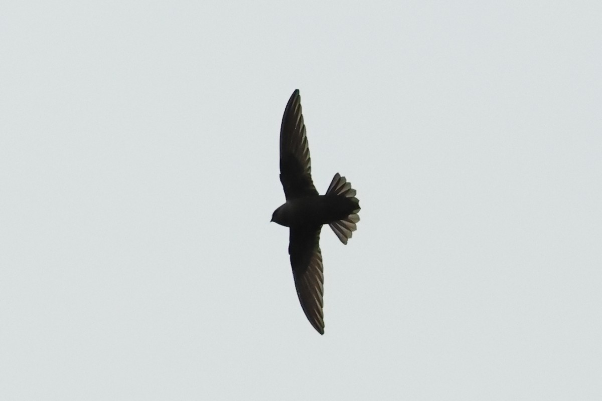 Black Swift - ML620821502