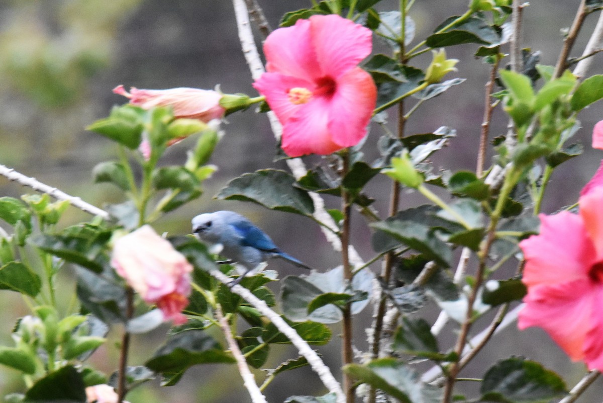 Blue-gray Tanager - ML620821503