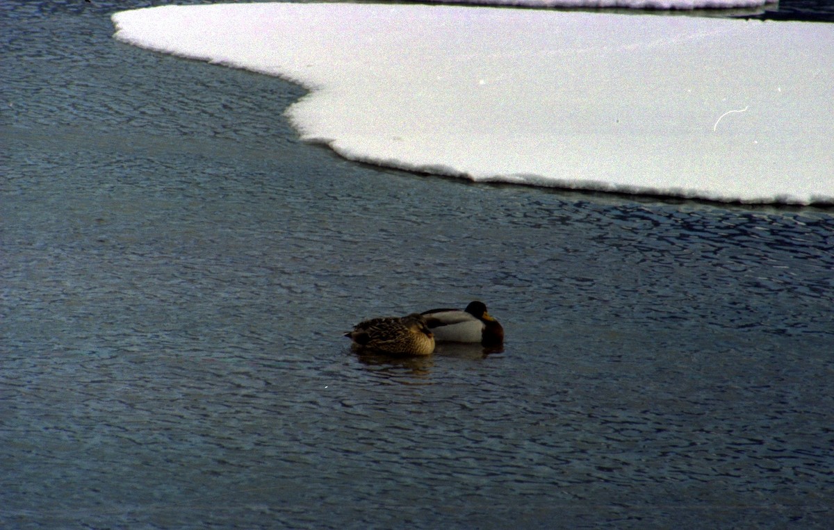 Mallard - Stephen Kane