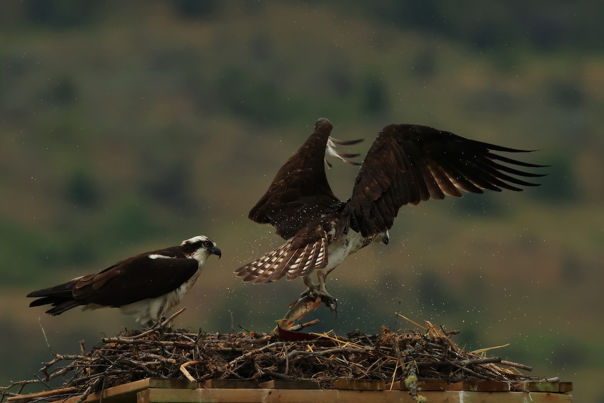 Osprey - Serge Rivard