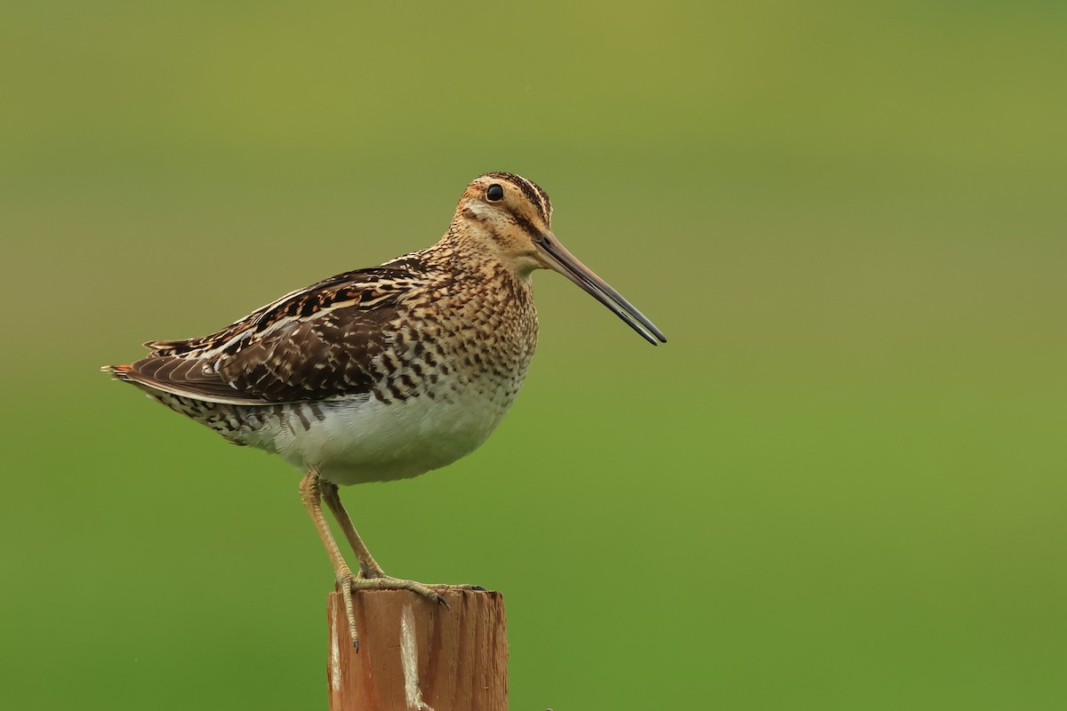 Wilson's Snipe - ML620821521