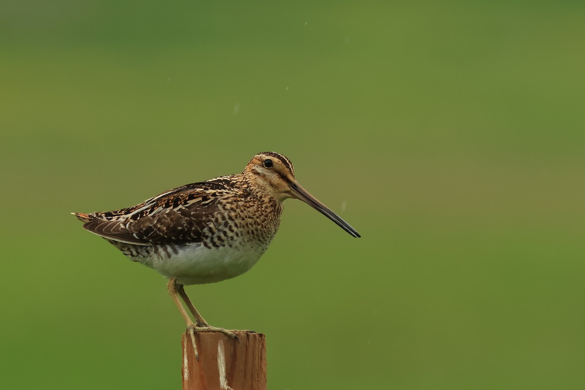 Wilson's Snipe - ML620821522