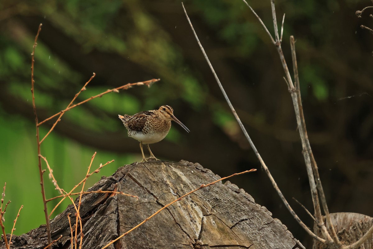 Wilson's Snipe - ML620821523