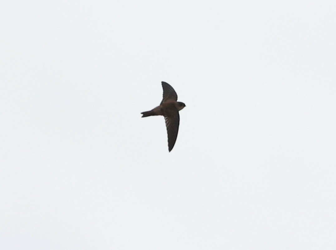 Indian Swiftlet - ML620821532