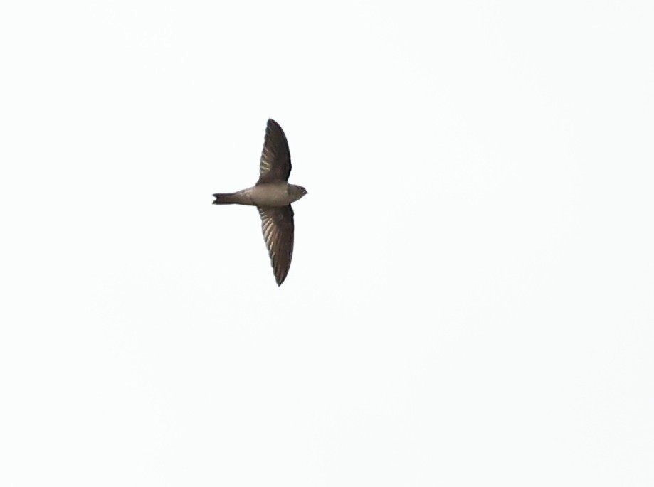 Indian Swiftlet - ML620821534