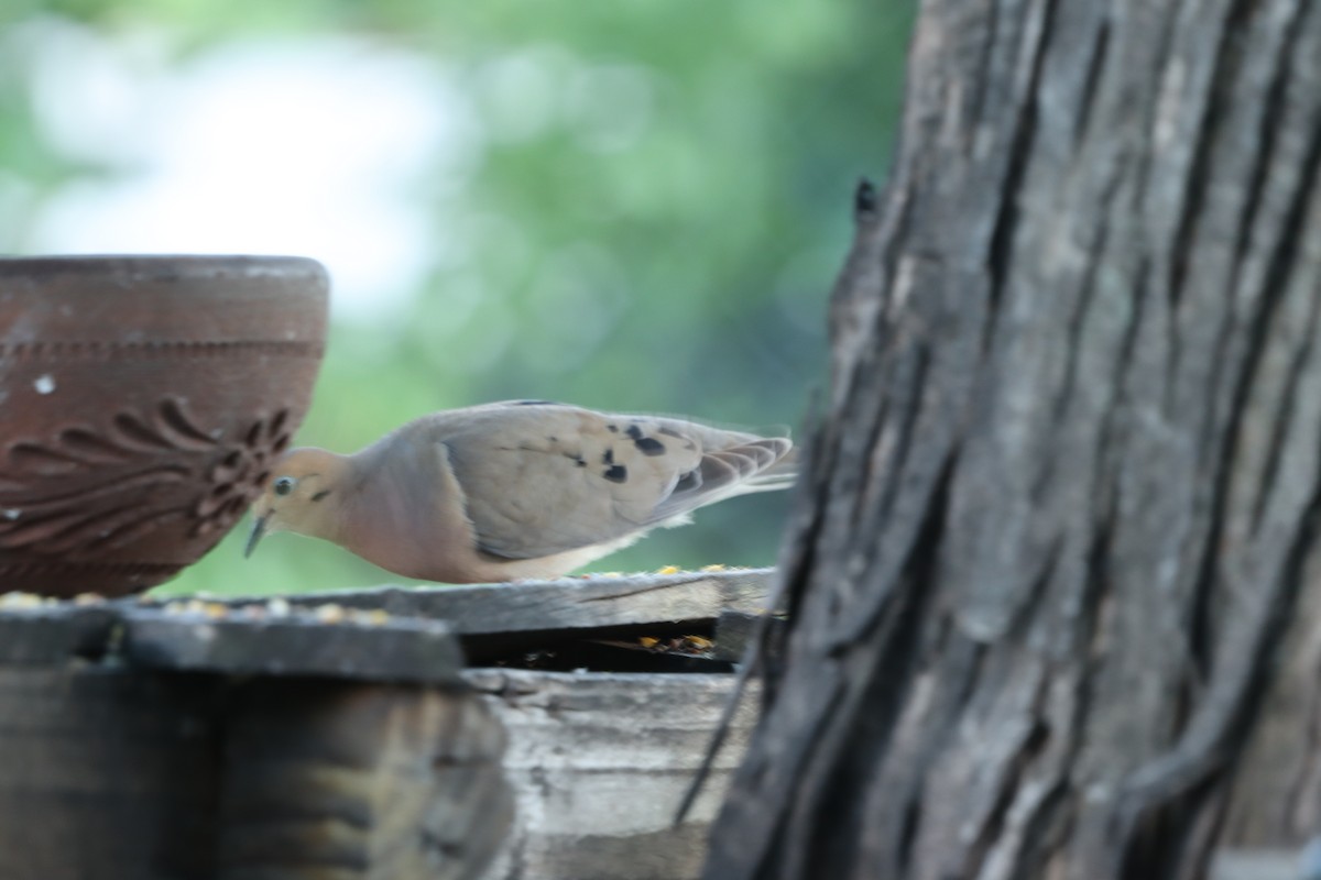 Mourning Dove - ML620821535