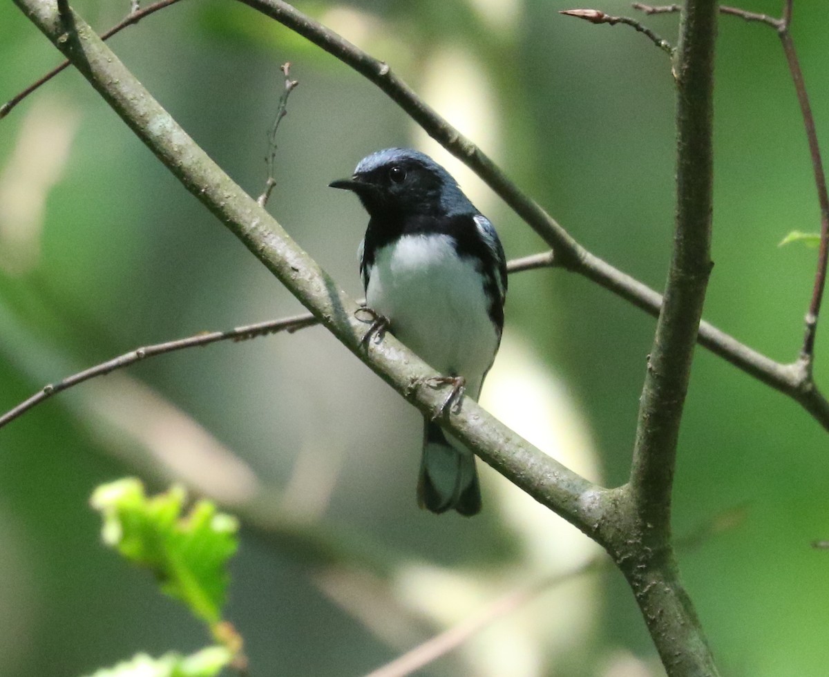 Black-throated Blue Warbler - ML620821536