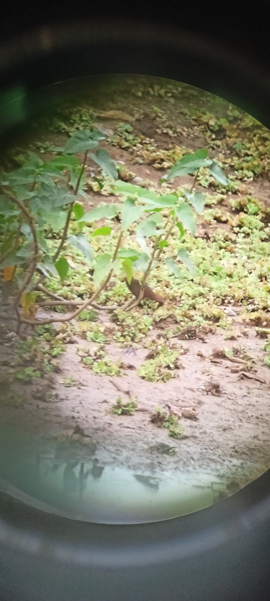 Ruddy-breasted Crake - ML620821539