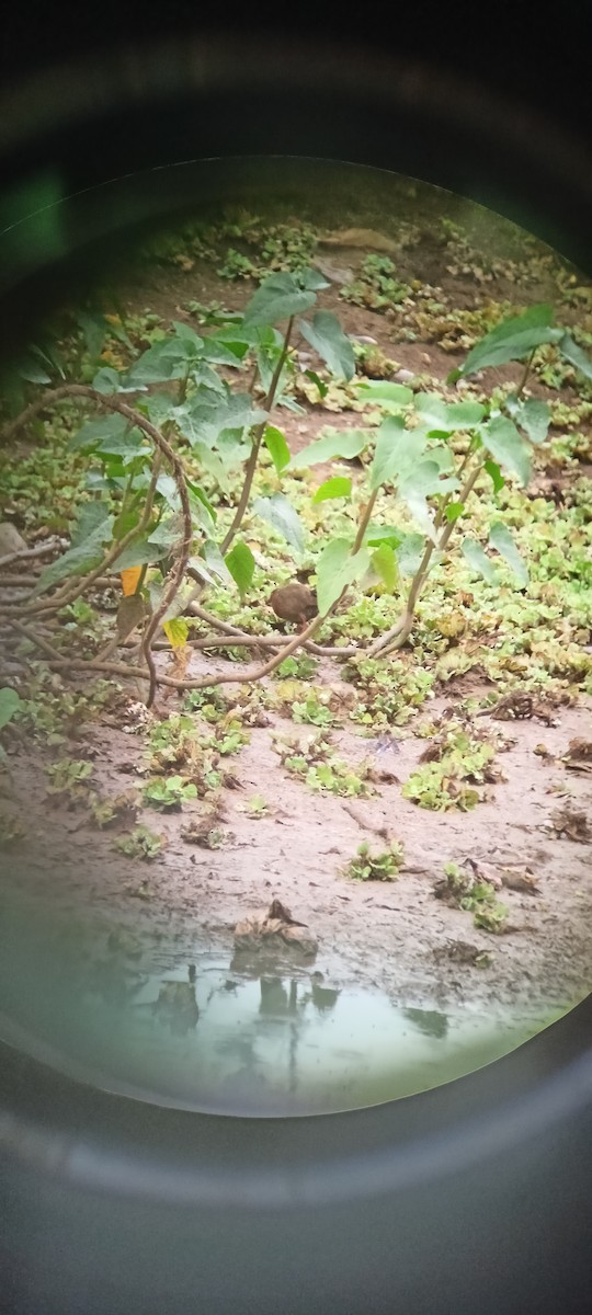 Ruddy-breasted Crake - ML620821542