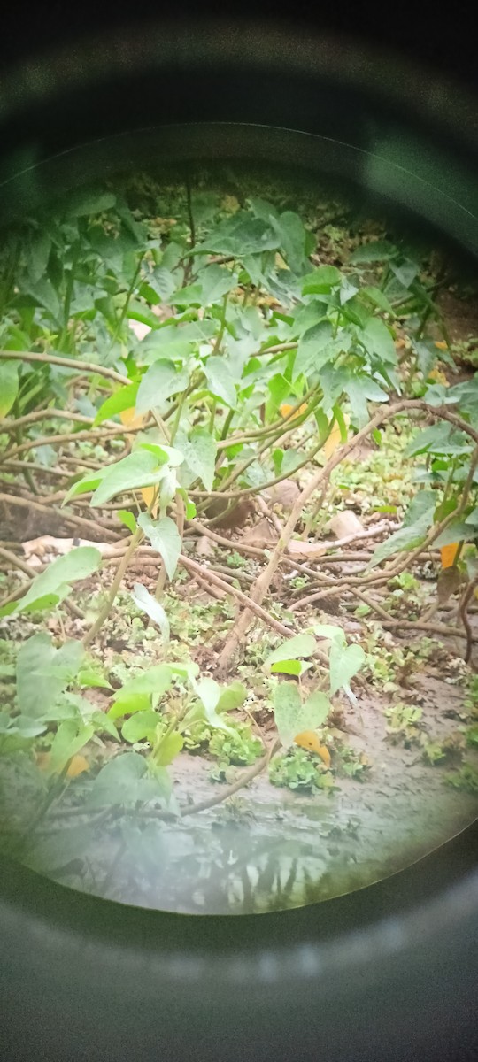 Ruddy-breasted Crake - ML620821543