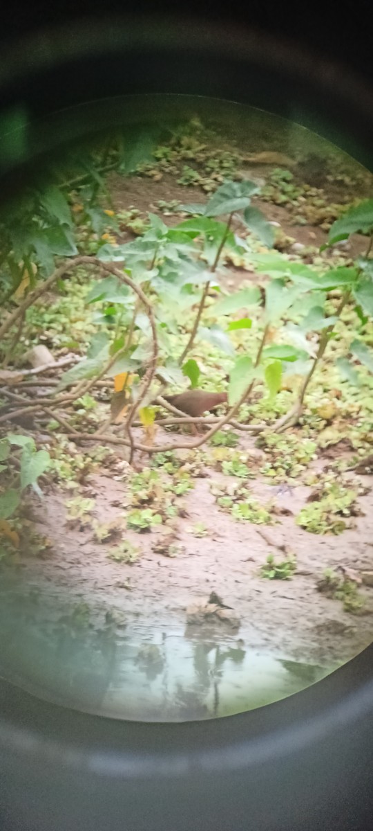 Ruddy-breasted Crake - ML620821544