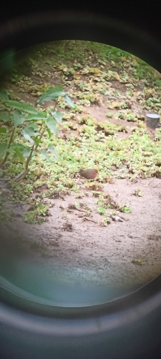 Ruddy-breasted Crake - ML620821545