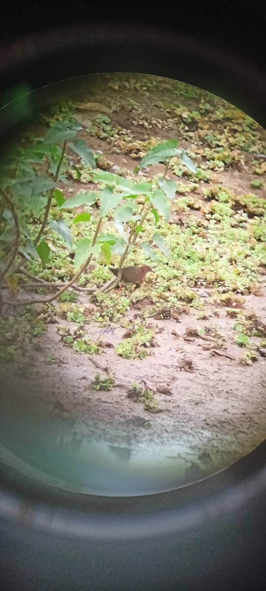 Ruddy-breasted Crake - ML620821548