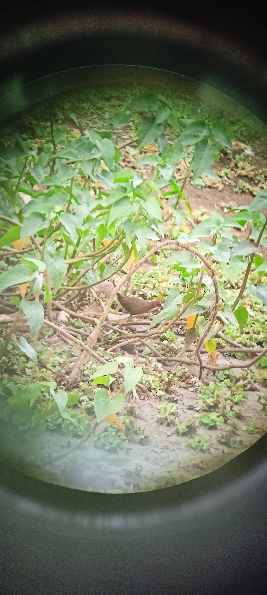 Ruddy-breasted Crake - ML620821549