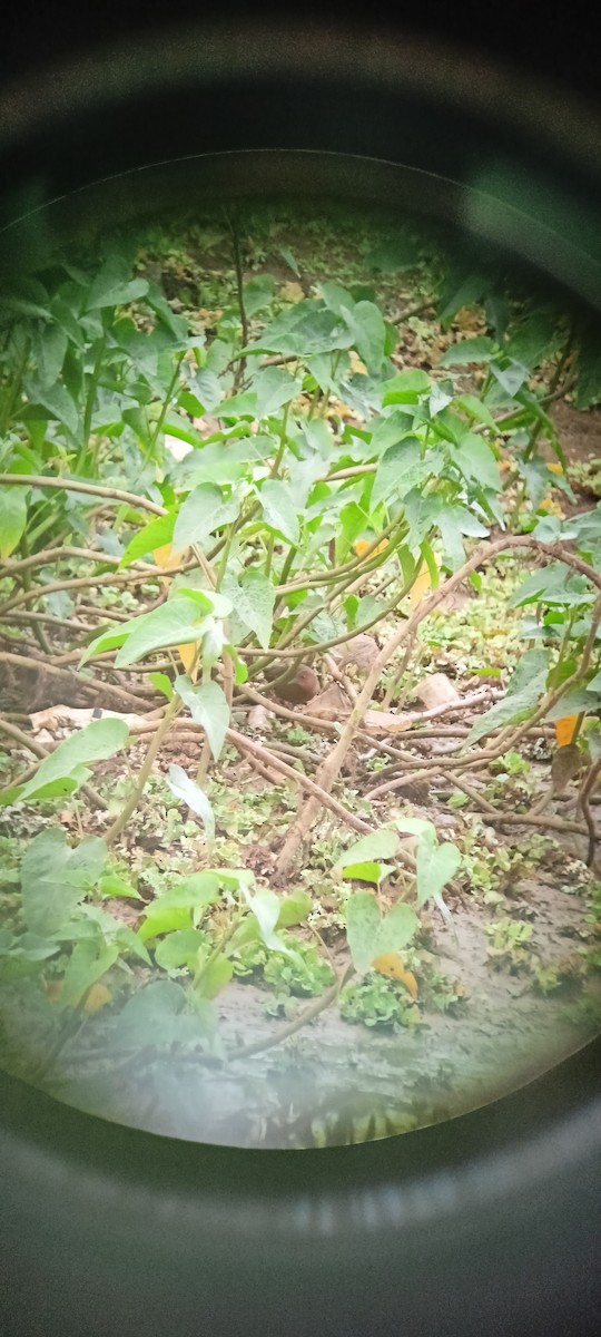 Ruddy-breasted Crake - ML620821550