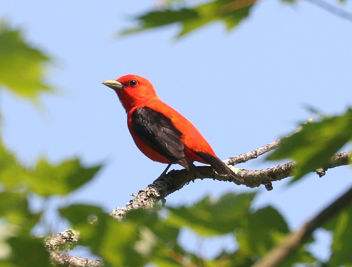 Scarlet Tanager - ML620821552