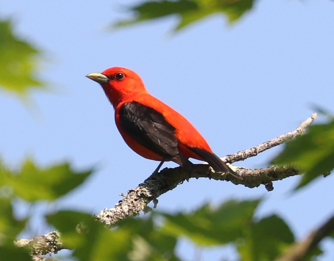 Scarlet Tanager - ML620821553