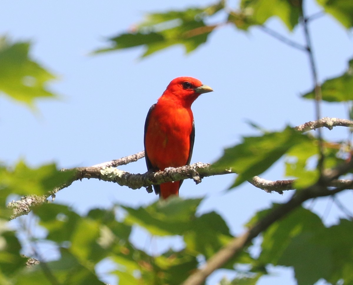 Scarlet Tanager - Bobby Brown
