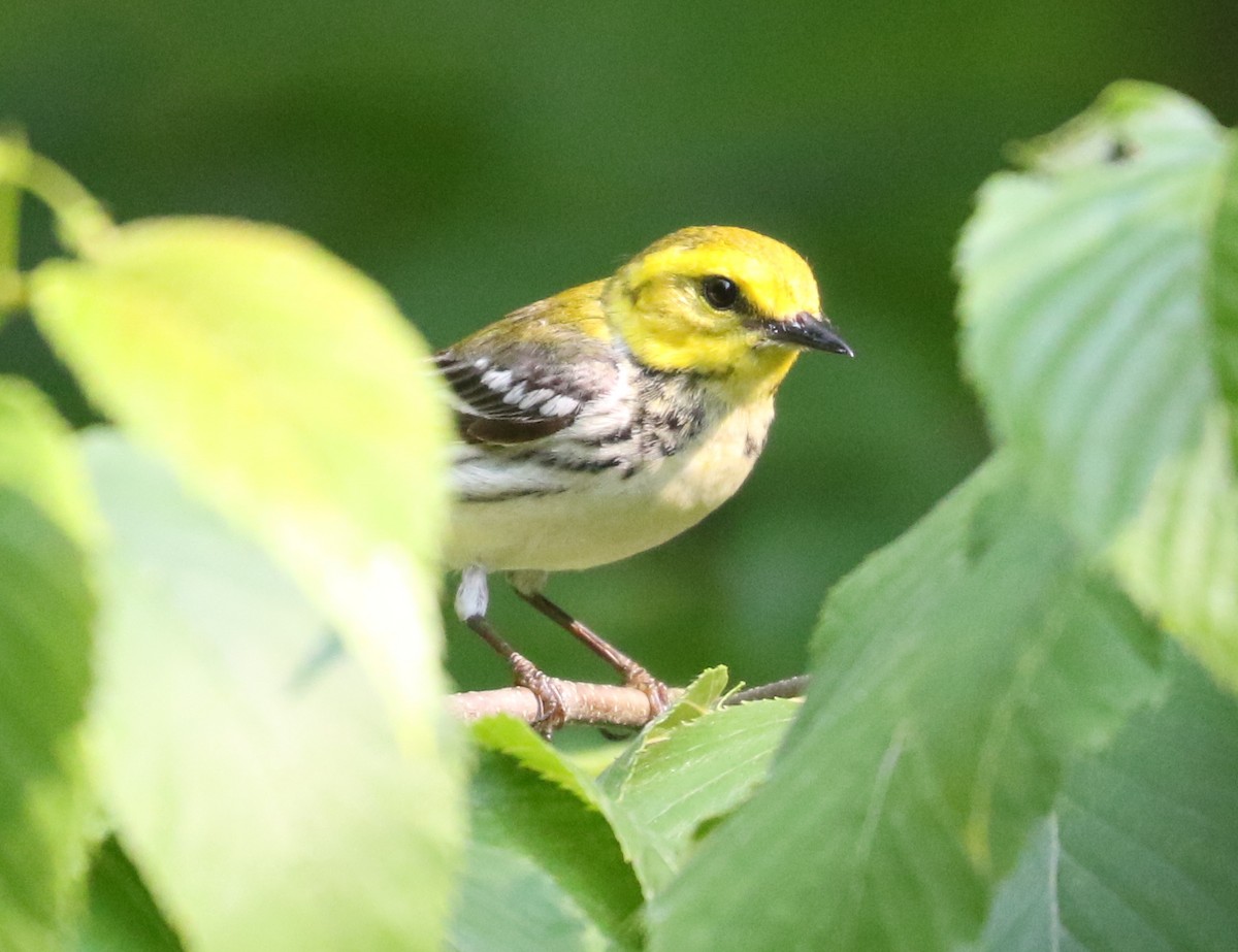 Black-throated Green Warbler - ML620821555