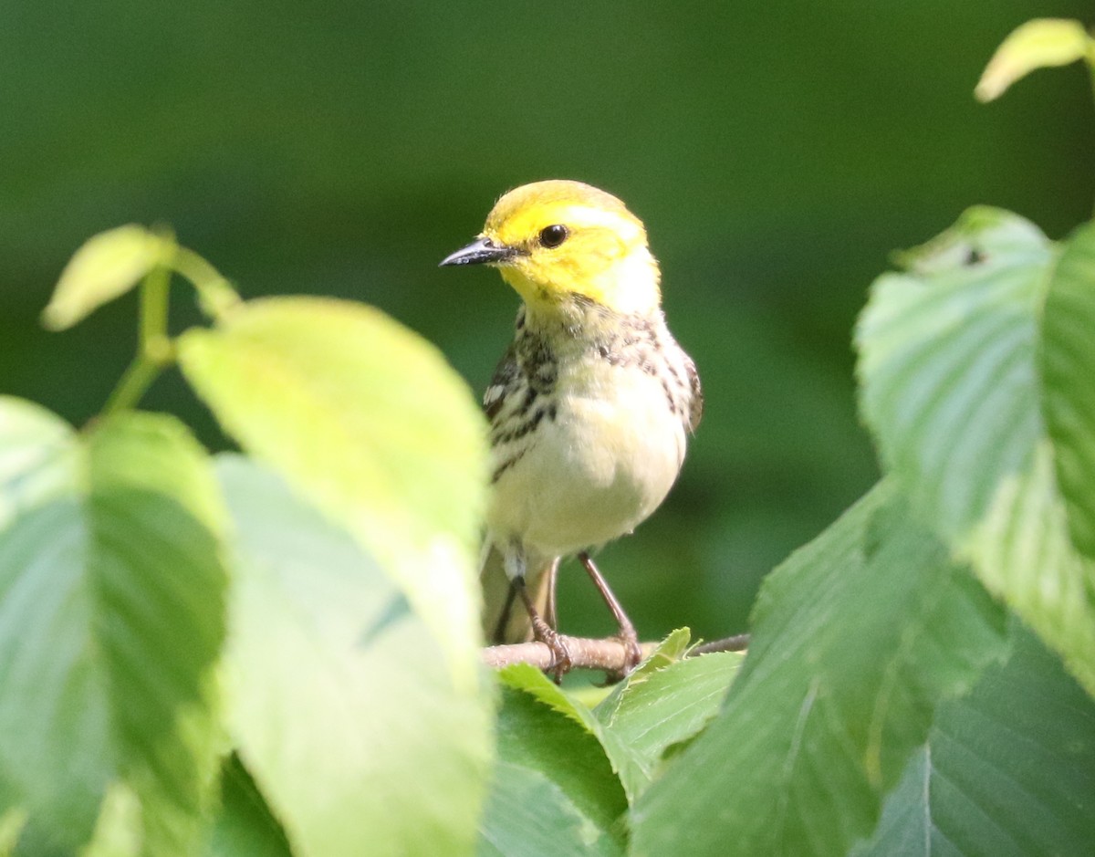 Black-throated Green Warbler - ML620821556