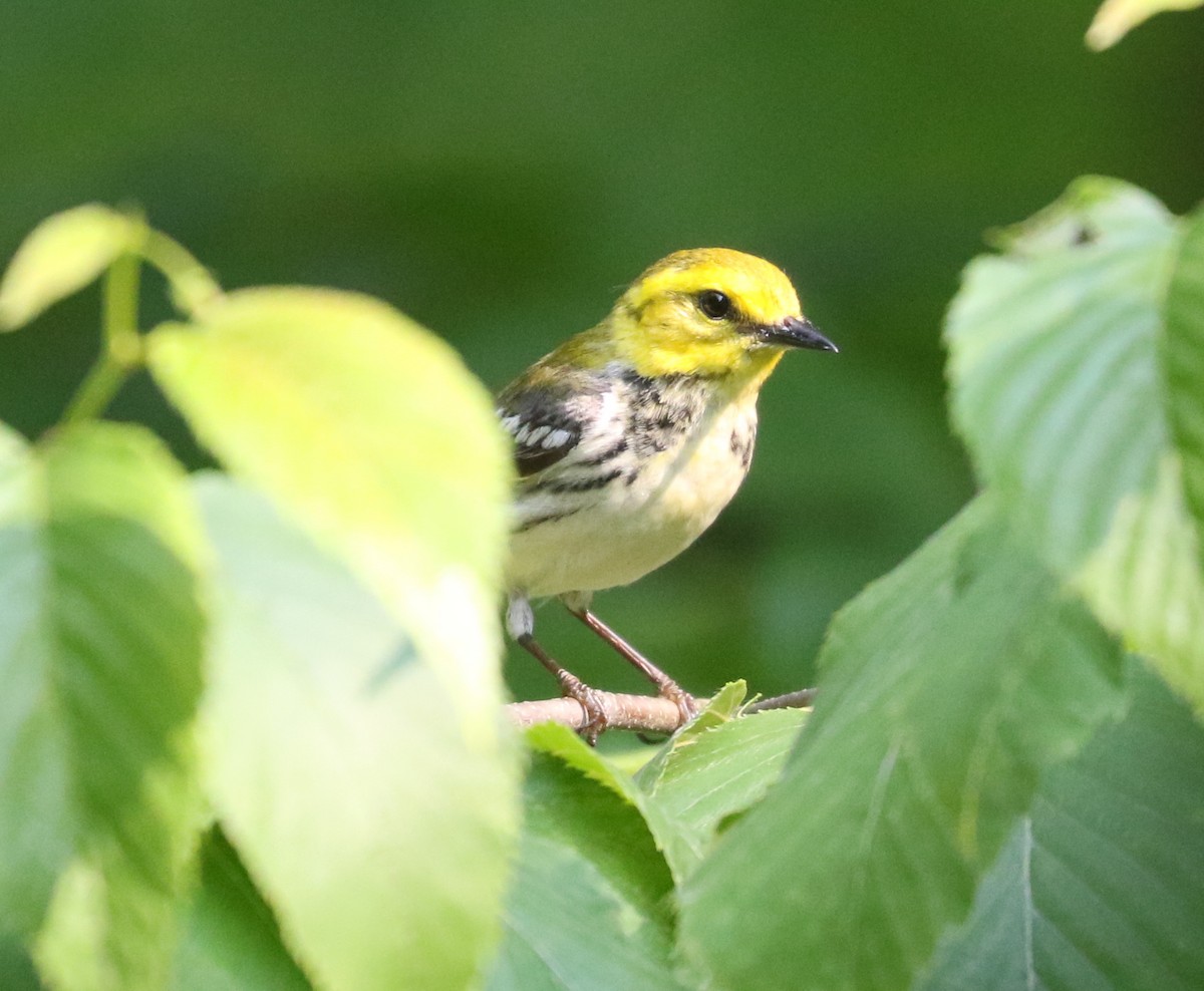 Black-throated Green Warbler - ML620821557