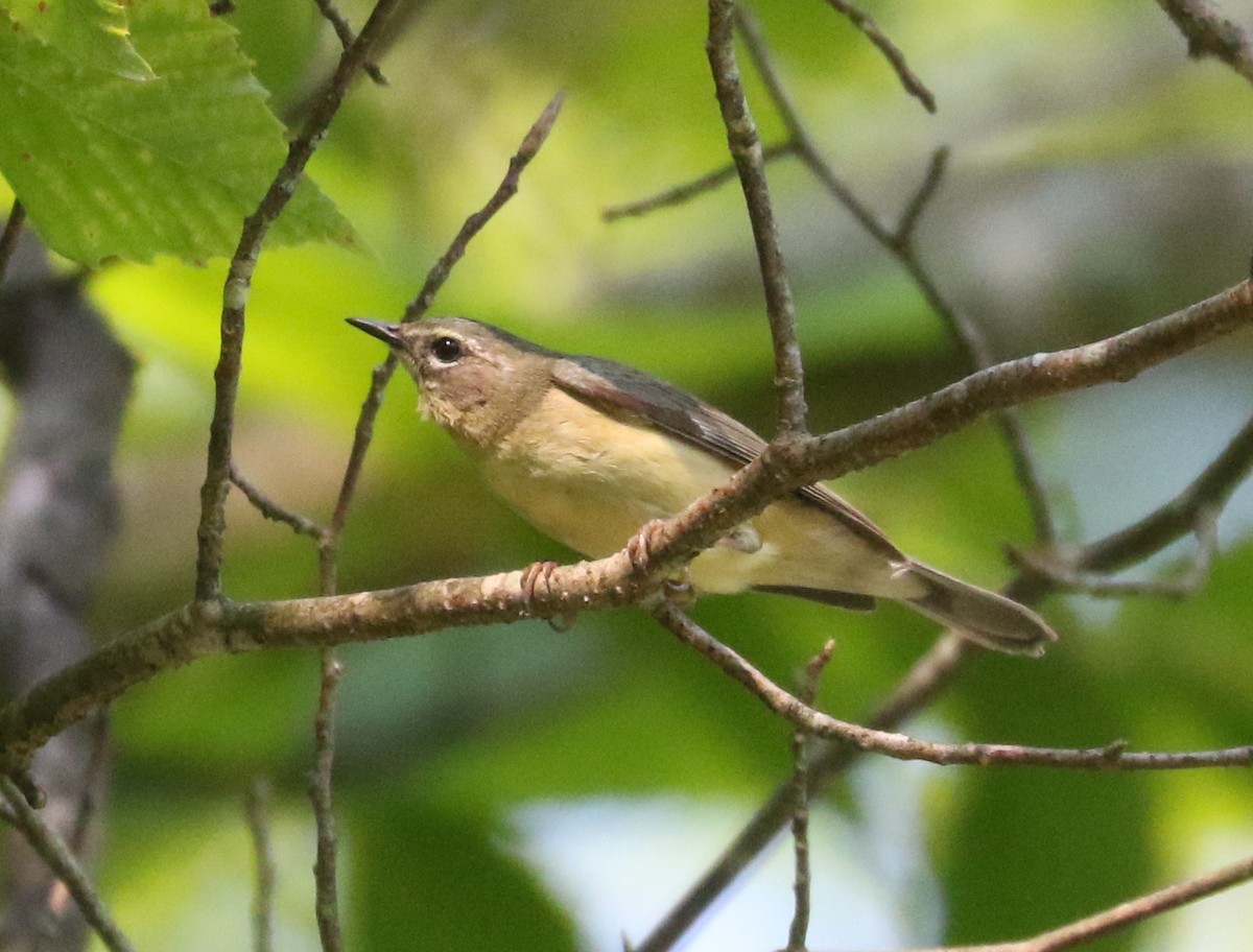 Black-throated Blue Warbler - ML620821560