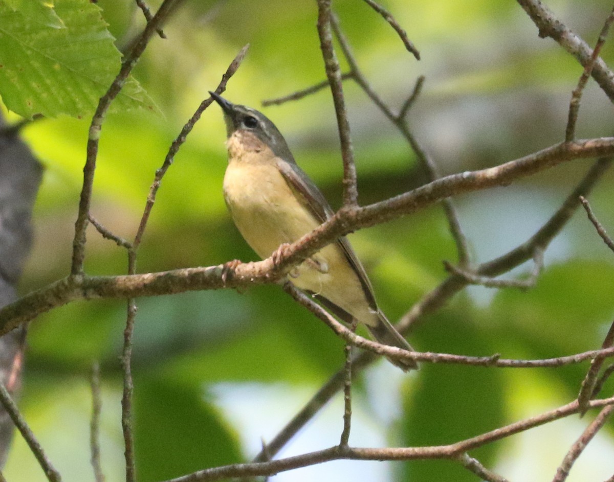 Black-throated Blue Warbler - ML620821561