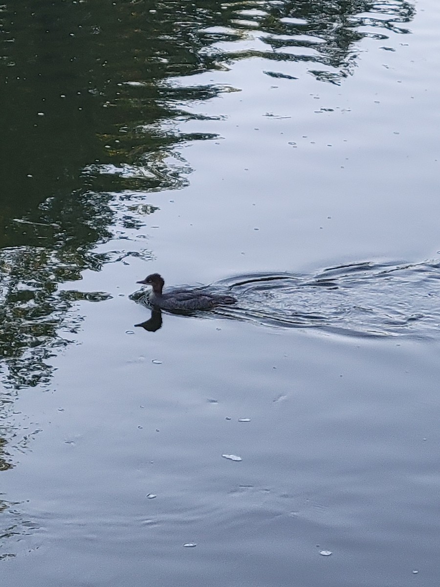 מרגון גדול - ML620821573