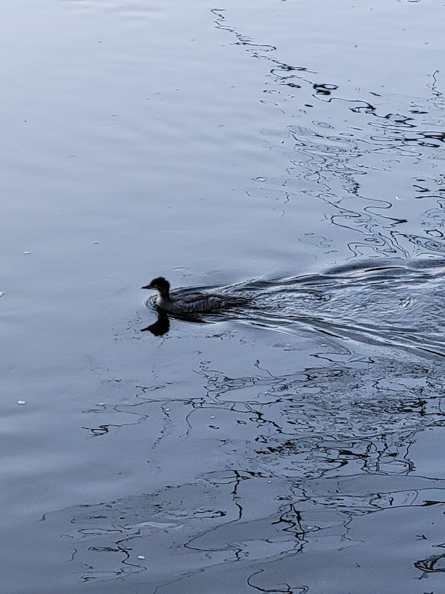 מרגון גדול - ML620821574