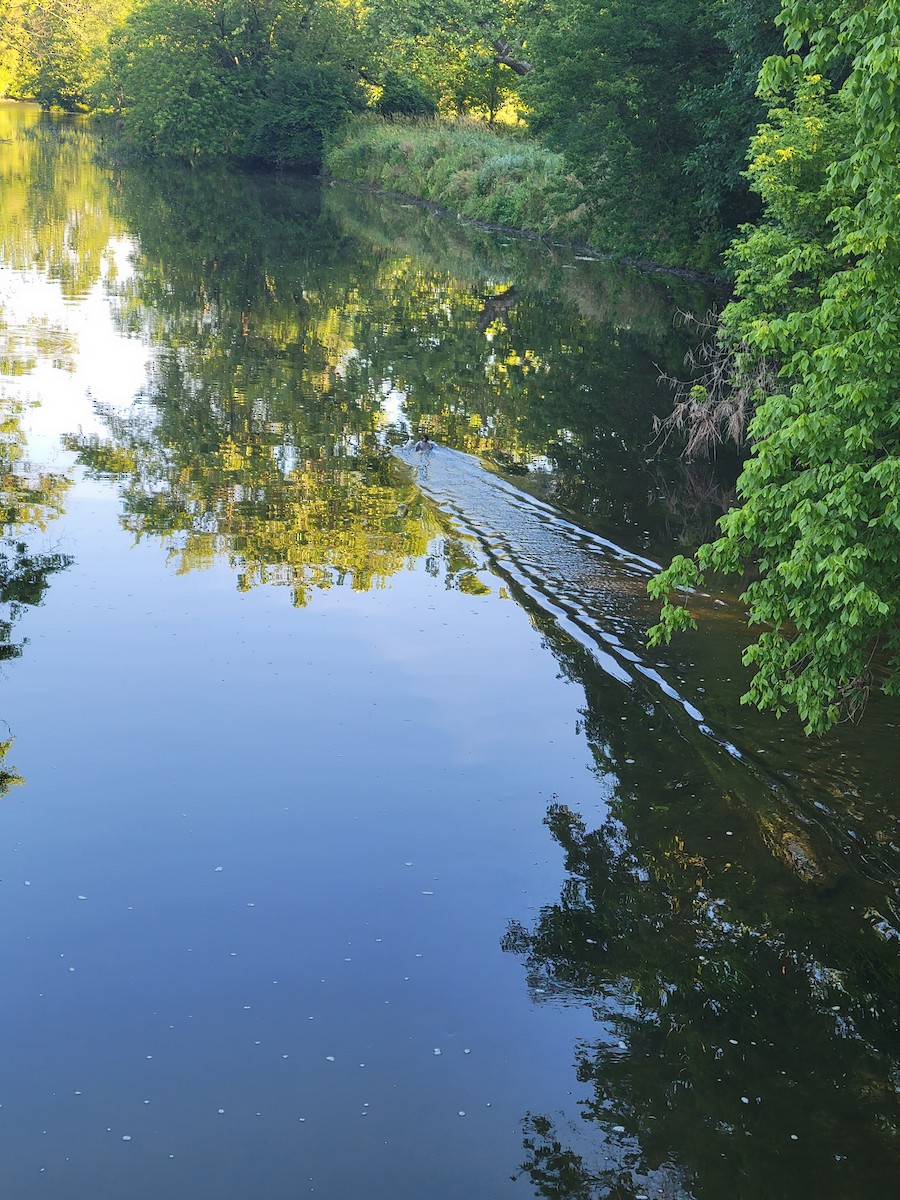 מרגון גדול - ML620821575