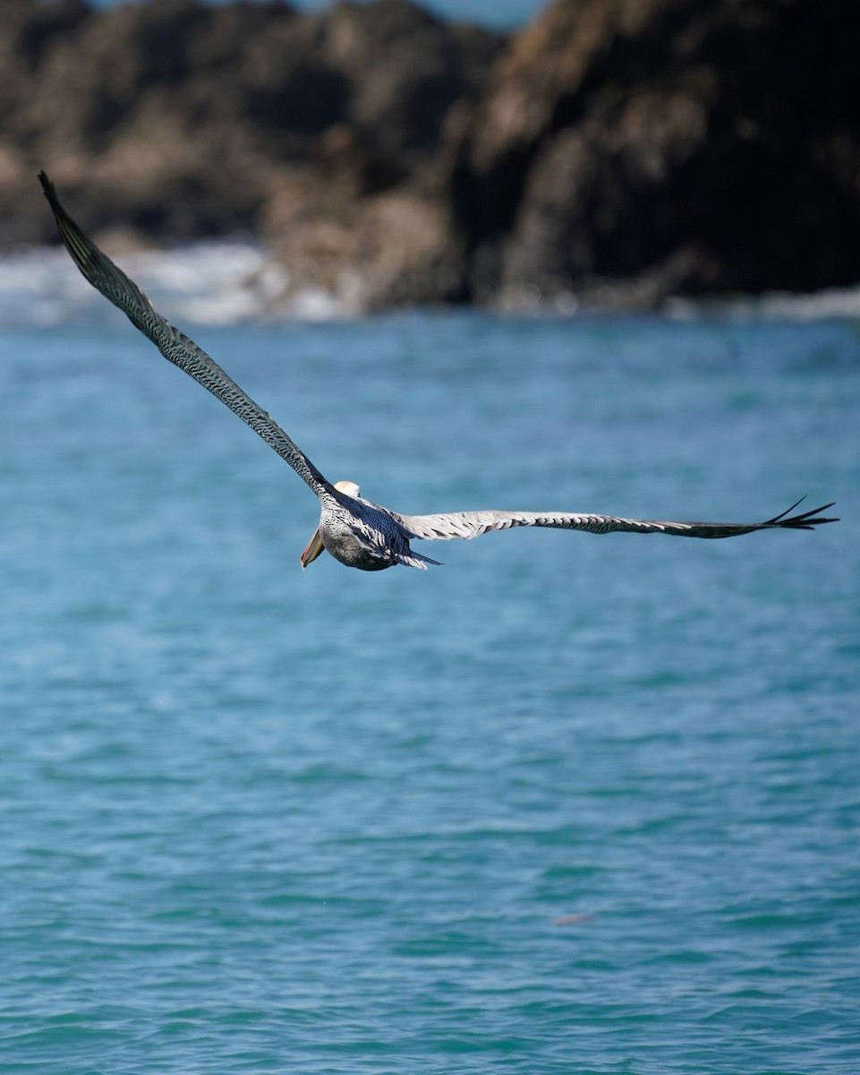 Brown Pelican - ML620821576