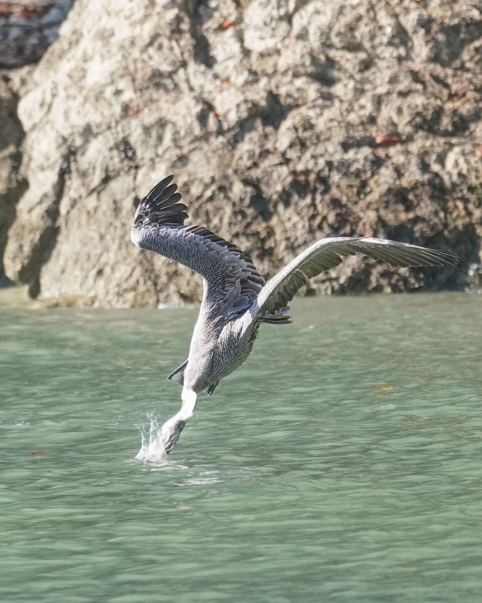 Brown Pelican - ML620821577